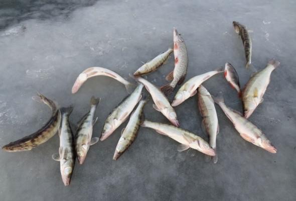 poymannyy-fevralskiy-sudak.jpg