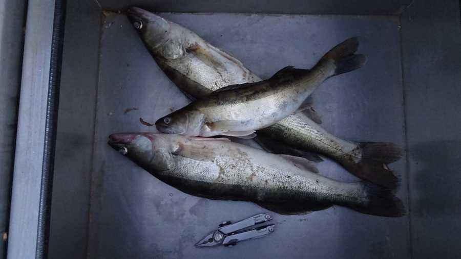 poymannyy-v-iyule-sudak.jpg poymannyy-v-iyule-sudak.jpg